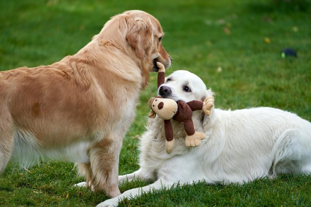 Artificial Grass For dogs