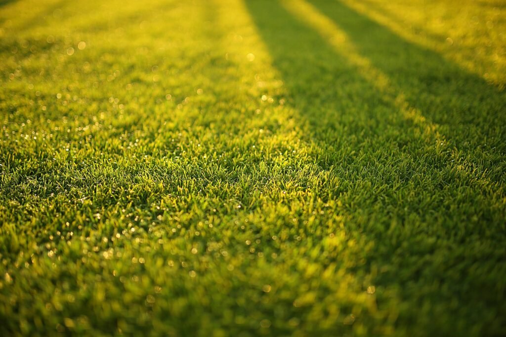 Artificial Grass